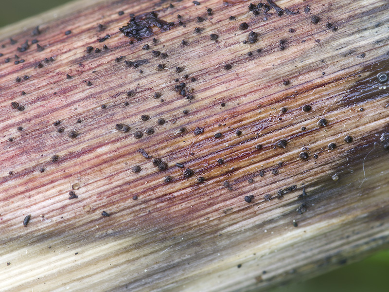 Leptospora rubella